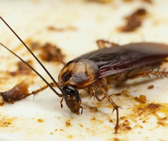 cockroach control windsor