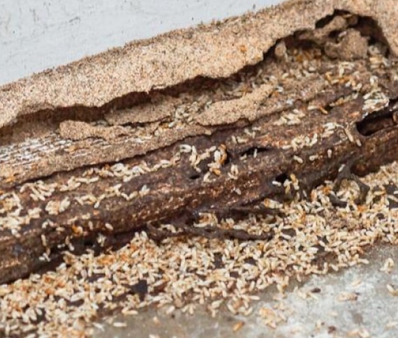 termite treatment windsor